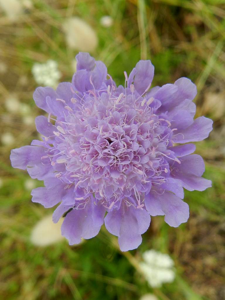 Scabiosa sp.